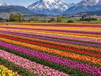 TULIPANES ESQUEL Salida 24/10 & 08/11